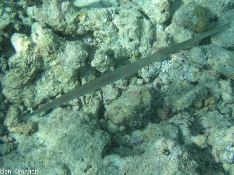 Fistularia commersonii, Weicher Fltenfisch