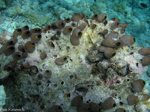 Atriolum robustum, Riffseescheide