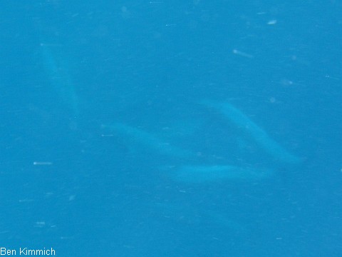 Delphin