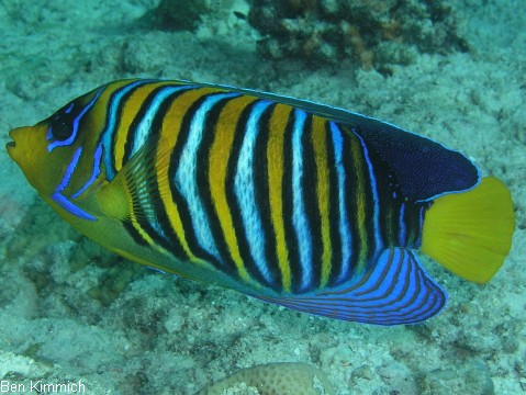 Pygoplites diacanthus, Pfauenkaiser