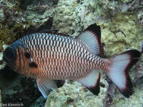 Myripristis adusta, Schwarzbinden Soldatenfisch