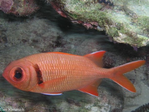 Myripristis cf. kuntee, Soldatenfisch