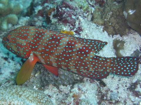 Cephalopholis miniata, Juwel-Zackenbarsch