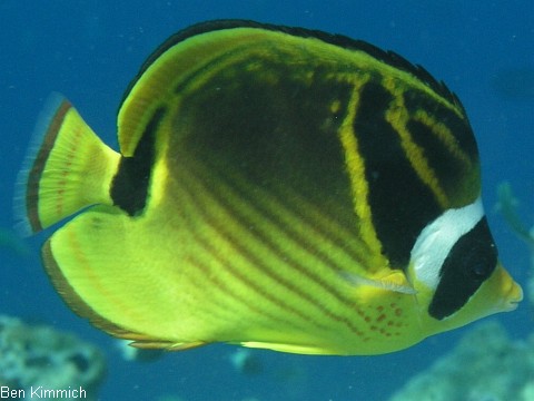 Falterfische