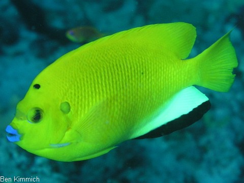 Apolemichthys trimaculatus, Dreipunkt-Rauchkaiserfisch