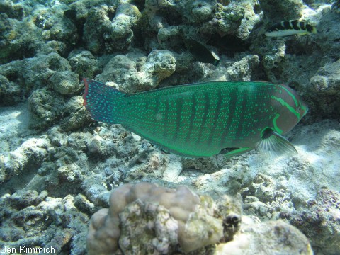 Coris gaimard, Allocoris gaimard