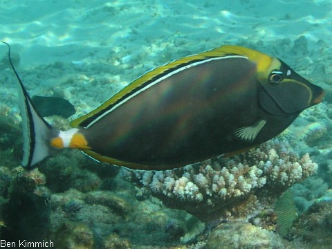 Naso elegans, Indischer Gelbklingen-Nasendoktor