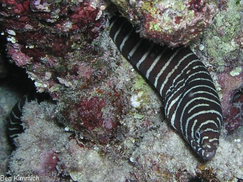 Gymnomuraena zebra, Zebramurne