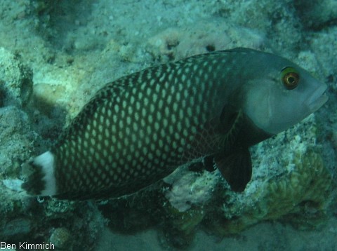 Novaculichthys taeniourus, B umchen Lippfisch