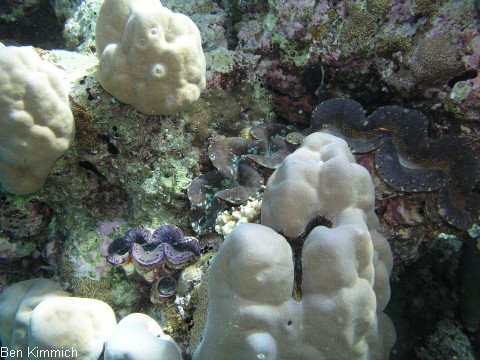 Tridacna, Riesenmuschel