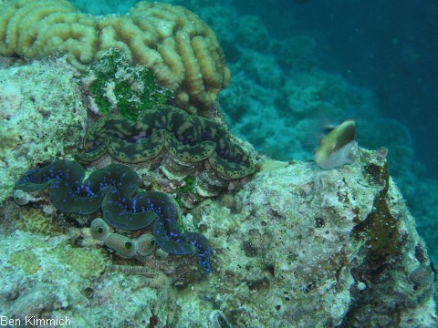 Tridacna, Riesenmuschel