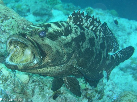 Epinephelus polyphekadion, Getarnter-Zackenbarsch