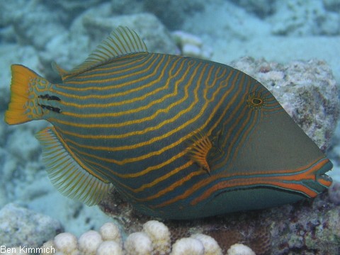 Balistapus undulatus, Orangestreifen Drckerfisch