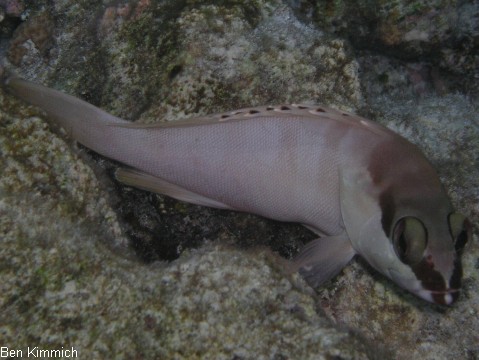 Epinephelus fasciatus, Baskenm tzen-Zackenbarsch