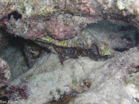 Dardanus guttatus, Blau-Knie Einsiedler