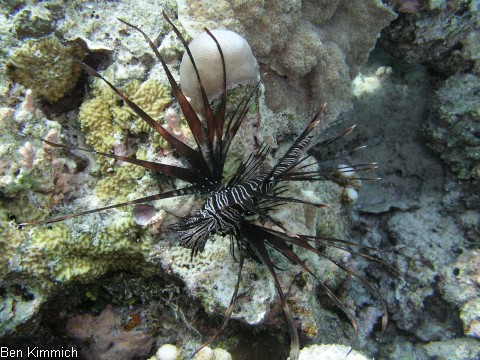 Pterois volitans, Rotfeuerfisch