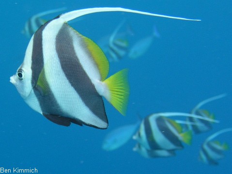 Wimpelfische