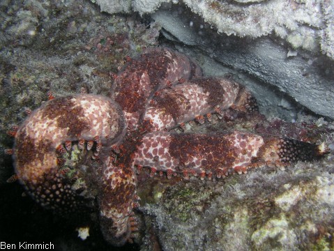 Mithrodia clavigera Nagelseestern