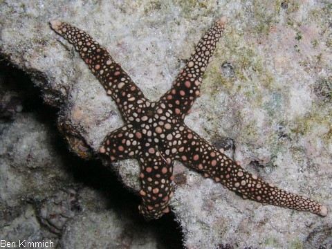 Nardoa cf. galatheae, Galatheas Seestern
