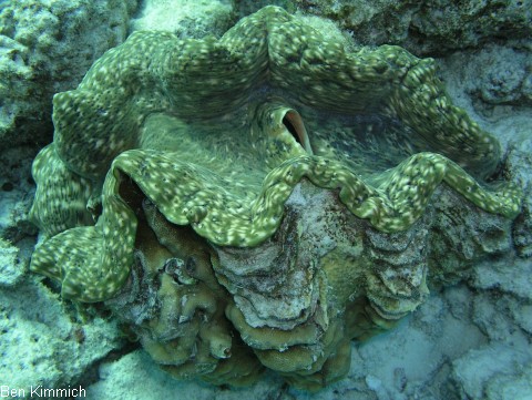 Tridacna, Riesenmuschel