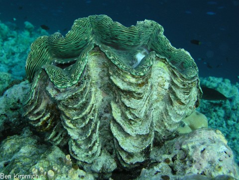 Tridacna, Riesenmuschel