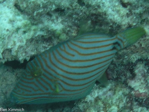 Balistapus undulatus, Orangestreifen Drckerfisch