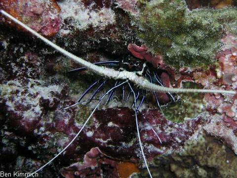 Panulirus versicolor, Blaue Schmucklanguste