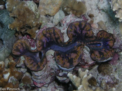 Tridacna, Riesenmuschel