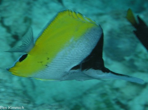 Forcipiger longirostris, Langmaul-Pinzettfisch