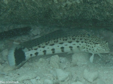 Parapercis hexophthalma, Schwanzfleck-Sandbarsch