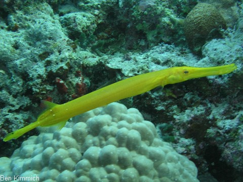 Aulostomus chinensis, Pazifischer Trompetenfisch