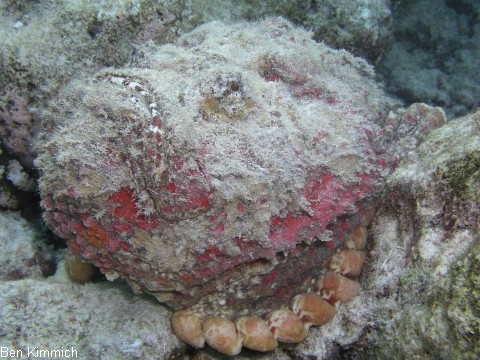 Synanceia verrucosa, Steinfisch