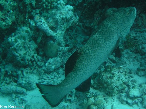 Plectropomus laevis, Sattel-Forellenbarsch