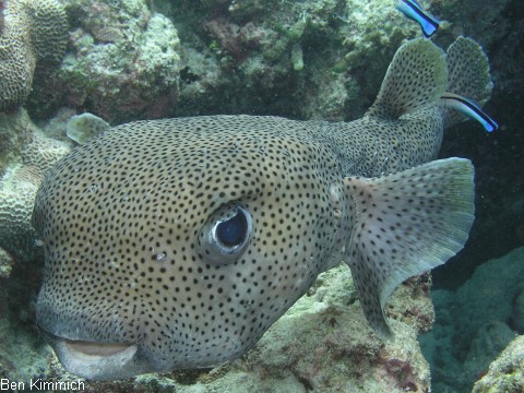 Igelfische