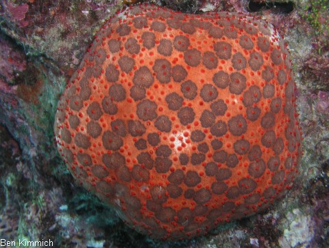 Culcita sp., Kissen Seestern