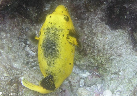 Arothron meleagris, Sternen-Kugelfisch