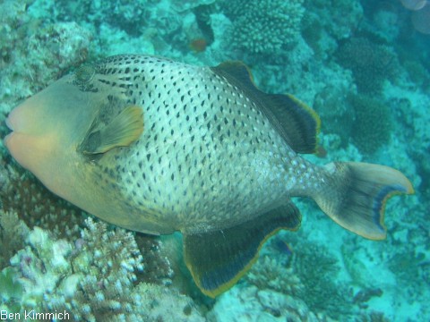 Pseudobalistes flavimarginatus, Drckerfisch
