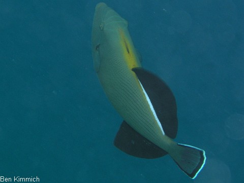 Melichthys indicus, Indischer Drckerfisch