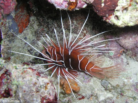 Pterois radiata, Strahlen-Rotfeuerfisch