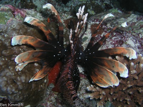 Pterois miles, Rotfeuerfisch