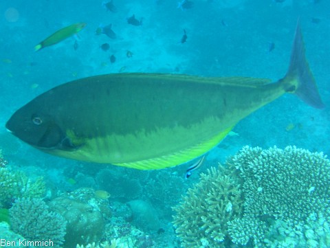 Naso hexacanthus, Blauklingen-Nasendoktorfisch