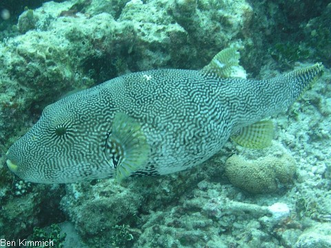 Arothron reticularis, Vernetzter-Kugelfisch