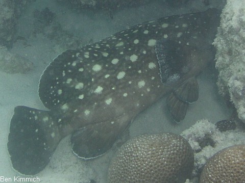 Epinephelus ongus, Schneeflocken-Zackenbarsch