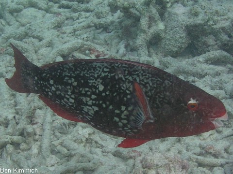 Scarus rubroviolaceus, Nasenh cker-Papageifisch