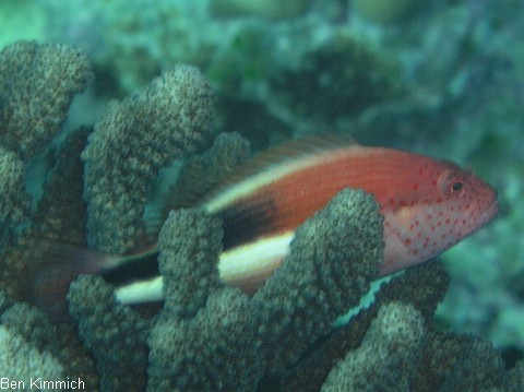 Paracirrhites forsteri, Forsters Korallenwchter