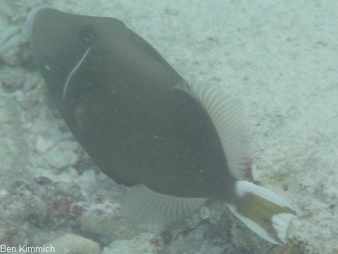 Sufflamen chrysopterus, Weissband-Drckerfisch