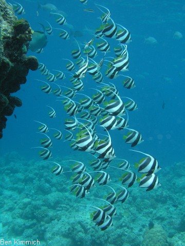Heniochus diphreutes, Schwarm-Wimpelfisch