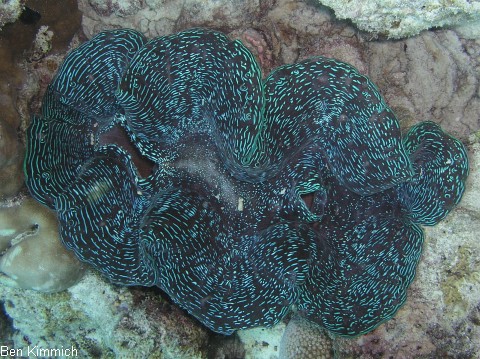 Tridacna, Riesenmuschel