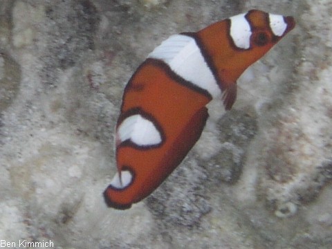 Coris gaimard, Allocoris gaimard