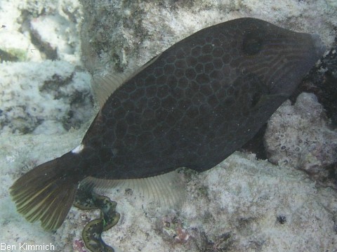 Cantherhines pardalis, Feilenfisch
